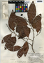 Coccoloba diversifolia Jacq., Guatemala, J. A. Steyermark 39357, F